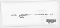 Leptosphaeria caricicola image